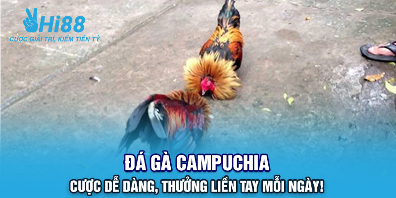 đá gà Campuchia cùng Hi88 – Đấu trường gà uy tín, tỷ lệ cược cao.