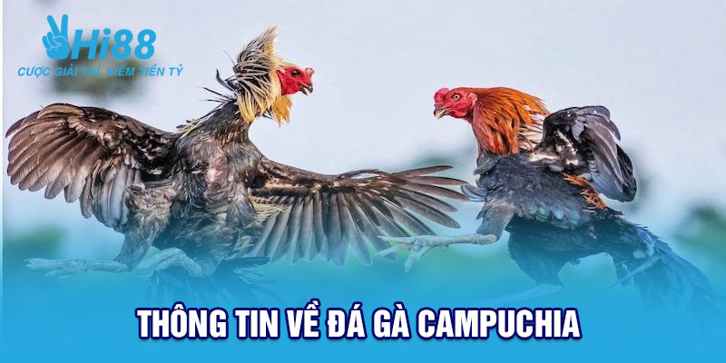 Thông tin về đá gà Campuchia