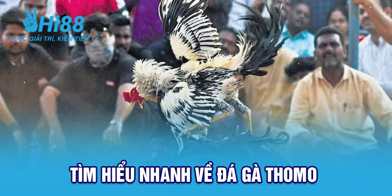 Tìm hiểu nhanh về Đá gà Thomo