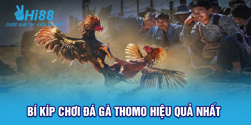 Kinh nghiệm xương máu khi cá cược Đá Gà Thomo