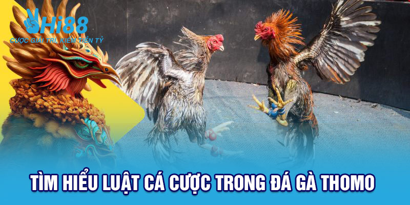 Luật cược đá gà Thomo – Cơ bản nhưng vực kỳ quan trọng